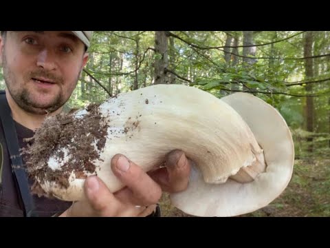Видео: Гигантските манатарки продължават да растат.. Гигантски печерици 2025