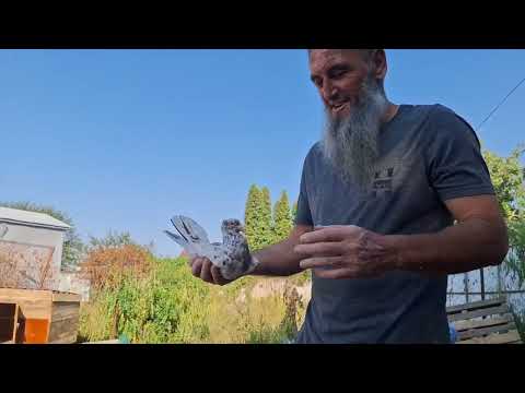 Видео: Бакинские голуби Казбека в Чегеме!