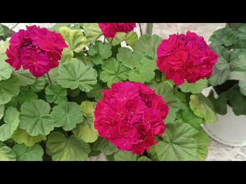 Видео: Обзор Пеларгоний на начало июня.