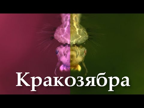 Видео: Кто завелся в аквариуме или идентификация кракозябры: черви, планарии, гидры, стрекозы и пр. упыри