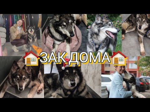 Видео: Зак Из Приюта ДОМА || История Мальчика || Адаптация Дома || Приветики