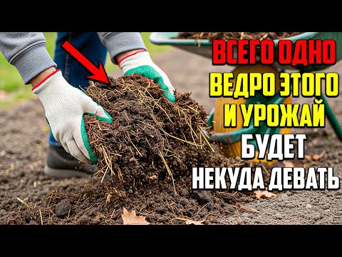 Видео: Один Осенний Трюк С Навозом, Который Гарантирует Богатый Урожай!