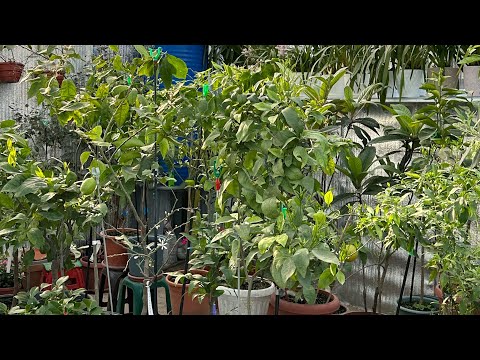 Видео: Теплиця для цитрусів , екзотів та квітів 🍋🍊🥭🥑🍌🍈🌸🌺, частина 2