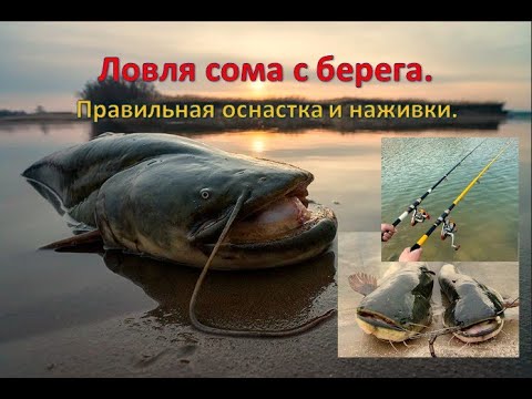 Видео: Ловля сома с берега. Правильная оснастка и наживки.