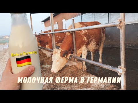 Видео: Молочная ферма в Германии Hofgut 2024 год