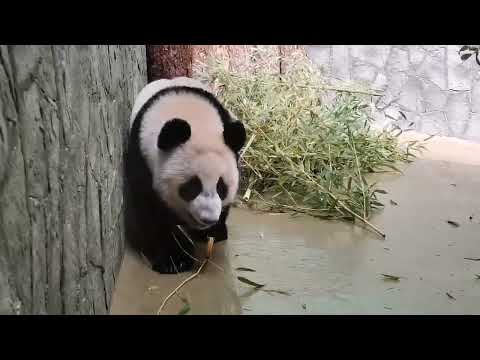 Видео: мамуся кушает, а я занимаюсь гимнастикой 🐼😄 панда Катюша