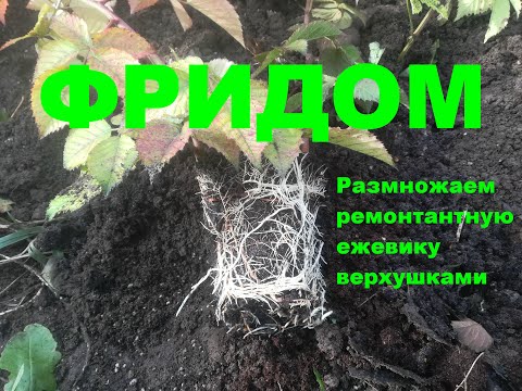 Видео: Размножение ремонтантной ежевики верхушками