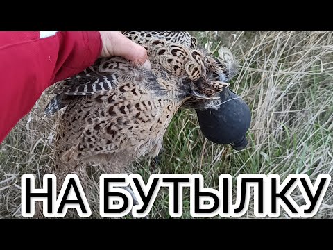 Видео: ФАЗАН НА БУТЫЛКУ. ЛОВУШКА НА ФАЗАНА БУТЫЛКА.ЛОВУШКА НА ПТИЦУ