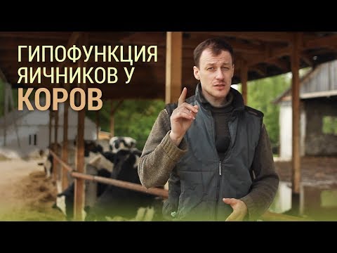 Видео: Гипофункция яичников у коров