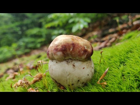 Видео: Білі Гриби казкових Карпат. Травень, 2025