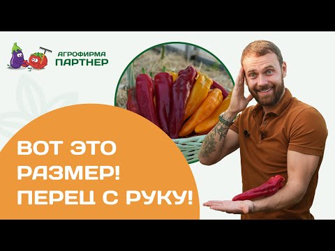 Видео: Перцы для цельноплодного запекания и фаршировки