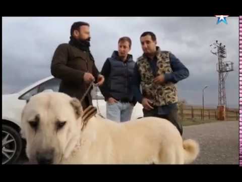 Видео: Kangal dog, Кангал, Карабаш