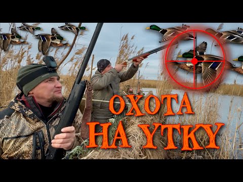 Видео: Охота на утку 2025. Снова с приключениями.