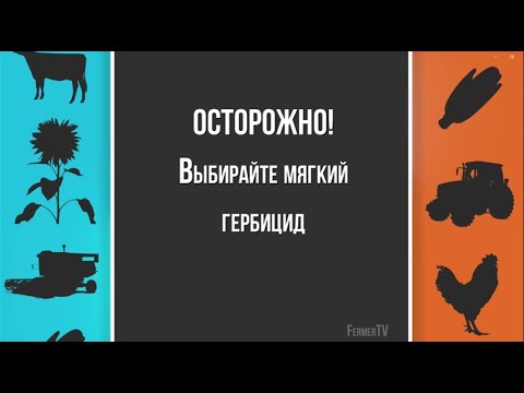 Видео: Подсолнечник и кукуруза: удивительные факты, полезные рекомендации