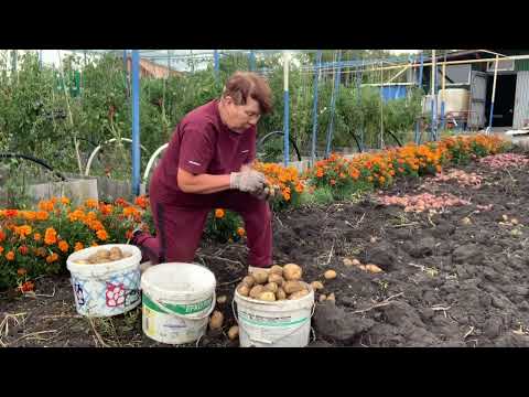 Видео: Отличная картошка, второй хлеб. С голоду не умрем.