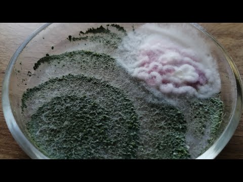 Видео: Бой #5 Триходерма против фузариоза