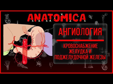 Видео: Кровоснабжение желудка и поджелудочной железы / Артерии желудка / Ангиология