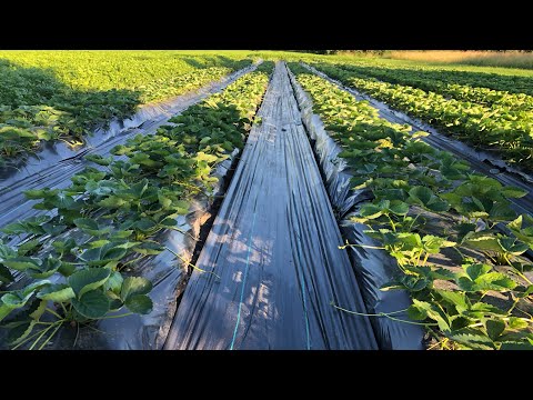 Видео: Що таке РЕМОНТАНТНА ПОЛУНИЦЯ? Ділюсь досвідом.