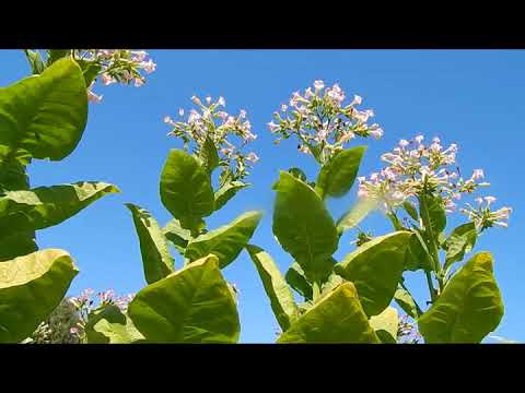 Видео: Обзор по сортам  Часть 1