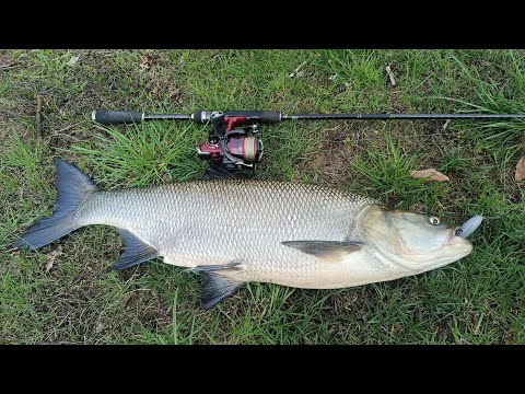 Видео: Жерех на волкер