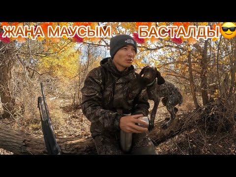 Видео: Маусымашар. Қырғауылға аңшылық. Куртцхаар күшікпен @Azamat GS