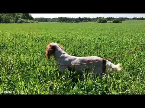 Видео: Занятие в поле со спаниелем