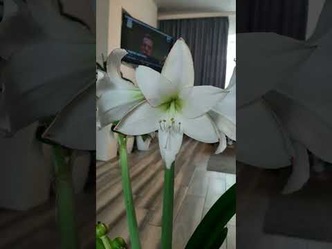 Видео: Амораліс - підготовка до зими