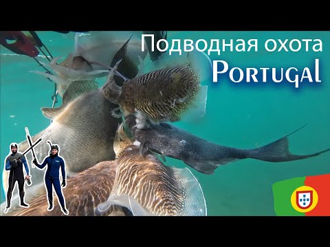 Видео: Сезон открыт! Подводная охота в Португалии, чудесный атлантический океан