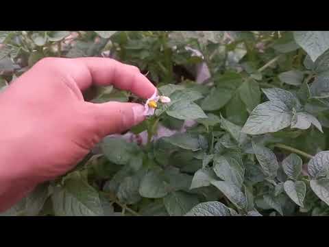 Видео: 🥔🥔🥔🥔🥔КАРТОШКАҢЫЗ Шөлдеген,Шөлдемеген қалай білеміз 23.04.2022