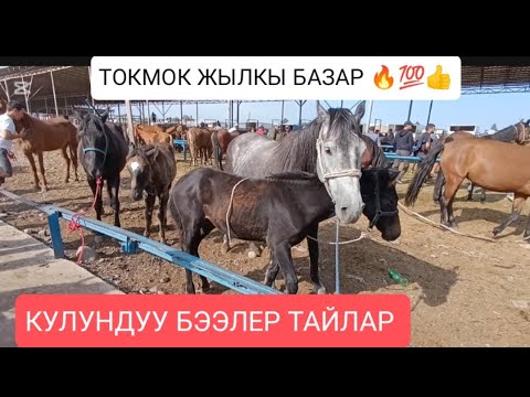 Видео: ЖЫЛКЫ БАЗАР ТОКМОК МАЛ БАЗАР БЭЭЛЕР ТАЙЛАР СЕМИЗ ЖЫЛКЫЛАР 17/08/25/