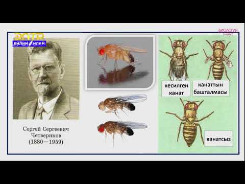 Видео: 9-класс | Биология | Эволюциянын эң жөнөкөй материалы жана кубулушу