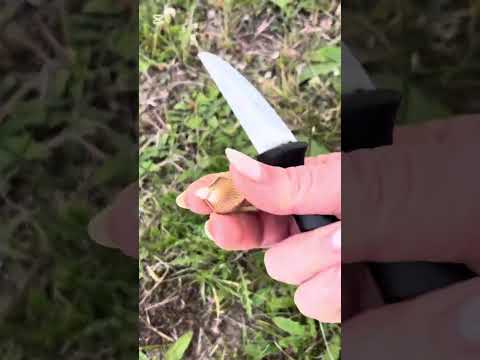 Видео: СОБИРАЮ МИНИ ГРИБЫ 🍄‍🟫 )