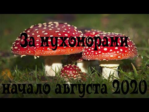 Видео: Мухоморы пошли! Начало августа 2020