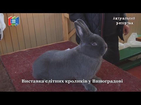 Видео: Виставка елітних кроликів у Виноградові 2016р.