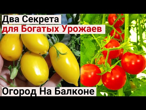 Видео: Жалею, Что Раньше Не Знала Эти Два Секрета. Теперь Делаю ТАК, и ВСЕГДА Отличные Урожаи Помидор.