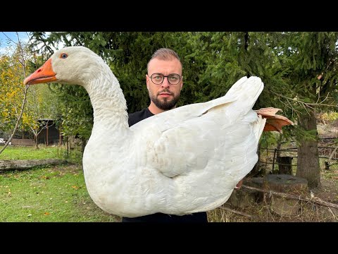 Видео: Огромный Гусь, зажаренный на вертеле, дарит незабываемые впечатления для гурманов. Хрустящий.