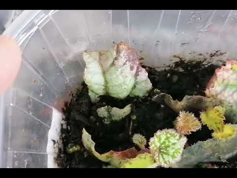 Видео: БЕГОНИИ. РЕЗУЛЬТАТЫ УКОРЕНЕНИЯ ФРАГМЕНТОВ ЛИСТА В ТЕПЛИЧКАХ. 11 марта 2025 г.