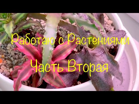 Видео: Работаю с Растениями ( Часть Вторая)#криптантусы#кодиум#эпифиллум