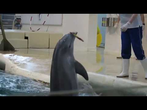 Видео: Делфинариум - Варна