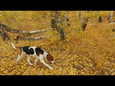 Видео: Русская пегая гончая. прогулка по осеннему лесу.