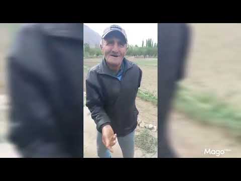 Видео: #Горон#Фориси#Дари#...