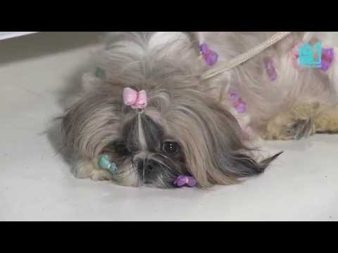 Видео: TEST.TV: Все для животных. Ши-тцу императорская порода.