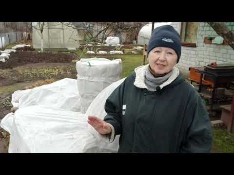 Видео: Как же лучше укрывать рододендроны . Rododendron .