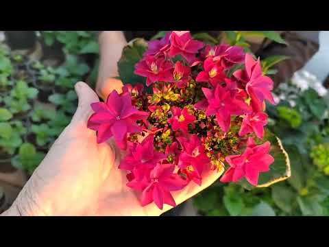 Видео: Расцвели гортензии март 2024 г. Обзор