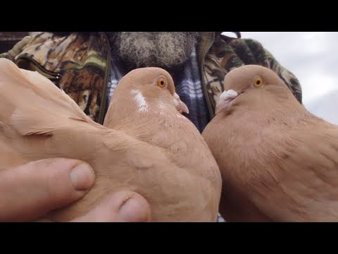 Видео: Мои николаевские голуби 🕊️ (жёлтые и голубка по цене Ланоса😉)