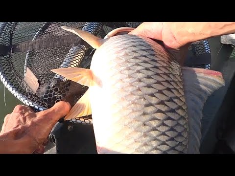 Видео: Удочки в дугу -  САЗАНЫ КЛЮЮТ!!! Кабанские караси на жмых, рыбалка летом на реке