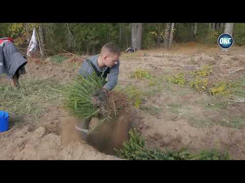 Видео: Акция «Дай лесу новае жыццё»