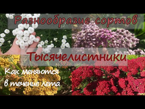 Видео: Тысячелистники! Как они меняются в течение лета!