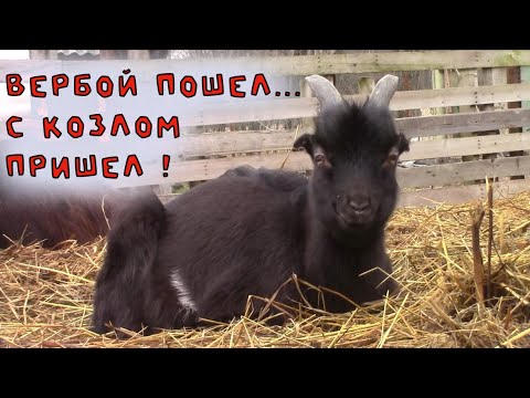 Видео: Верба-портал, или откуда ламанча.