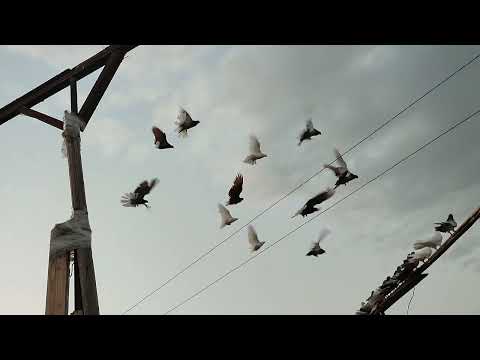 Видео: Вечерние полёты, под эмоциями. Николаевские голуби.